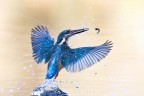 martino in volo