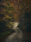 Verso il foliage