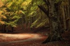 Nel Bosco dei Sogni