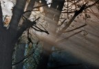 tra luce e foschia