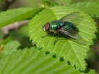 Mosca