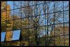 Foliage urbano