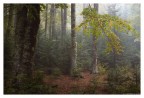 Play in the woods