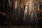 Viaggio nel Bosco
