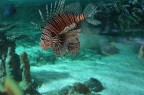 Genova, pesce leone acquario