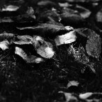 foglie morte B/N foglie morte B/N