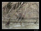 Lontra