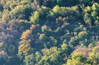 Bosco d'autunno