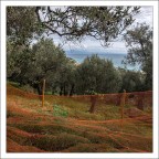 Liguria