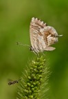 Cacyreus con ospite