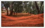 Onde tra gli ulivi