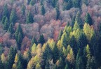Bosco misto d'autunno
