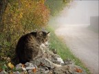 Autunno img.096