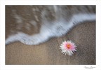 Il fiore e il mare