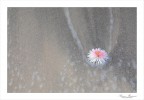 Il fiore e il mare &quot;2&quot;