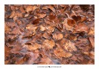 Autumn 29
