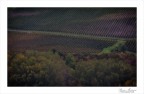 Vigne in autunno
