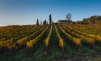 La vigna