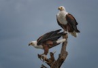 aquila pescatrice