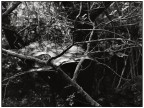 Tramar nell'ombra.