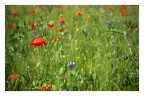fiori di campo