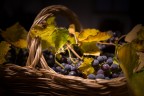 uva fragola