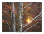 Autumn 95