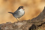 L'Occhiocotto (Sylvia melanocephala)  un uccello canoro dell'ordine dei Passeriformi.