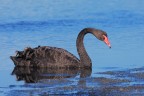 Cigno nero