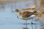 Combattente_DSC1056