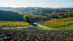 Vigneti toscani.2