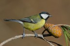 Cinciallegra_DSC8730