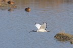 Ibis sacro