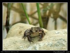 Rana con Raynox