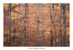 Autumn 84