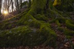 bigfoot