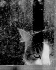 nevica!