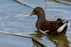 Gallinella