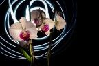 No, purtroppo nessun sentore di Procol Harum o Dik Dik che dir si voglia, semplicemente il lockdown e un goccio di ricerca di ispirazione per fomentare la passione.
Le mie orchidee con qualche prova di light painting