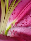 Macro primaverile