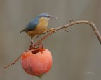 Il-muratore-e-il-cachi_DSC7215.jpg