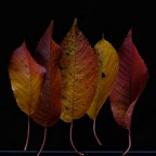 Il bosco caduco Il bosco caduco