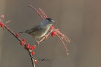 Capinera_DSC0588.jpg