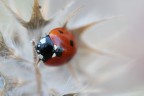 bianco, nero e rosso