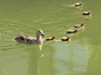 l'allegra famiglia