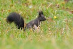 Scoiattolo-comune_Sciurus-vulgaris_DSC1416.jpg