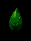 Grido verde