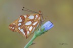 Issoria-lathonia_DSC8134.jpg