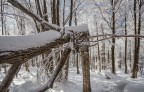 l'albero caduto