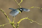 Cinciallegra-allo-stacco_DSC1626.jpg